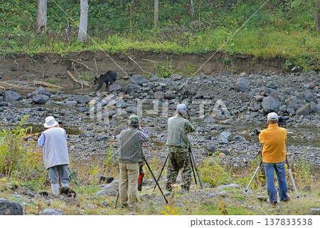 A photographer approaches a brown bear (Shiretoko, Hokkaido) 137833538