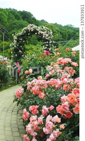 At the rose garden At the rose garden 137833911