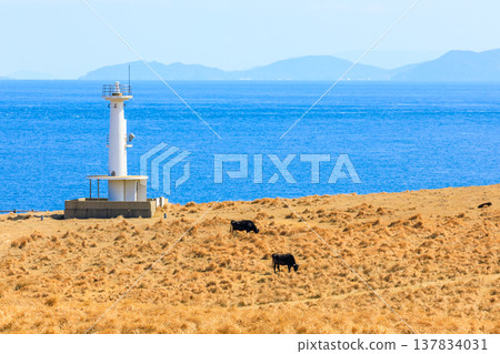 Kabeshima Island in early spring: Pastures and Hizen Tateishizaki Lighthouse, Karatsu City, Saga Prefecture Kabeshima Island in early spring: Pastures and Hizen Tateishizaki Lighthouse, Karatsu City, Saga Prefecture 137834031