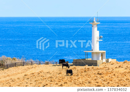 Kabeshima Island in early spring: Pastures and Hizen Tateishizaki Lighthouse, Karatsu City, Saga Prefecture Kabeshima Island in early spring: Pastures and Hizen Tateishizaki Lighthouse, Karatsu City, Saga Prefecture 137834032