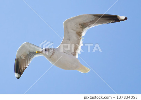 飛行藍天的海鷗 飛行藍天的海鷗 137834055
