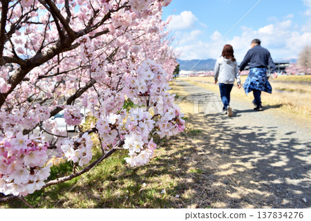 春天,櫻花在徠川兩岸盛開,情侶們… 春天,櫻花在徠川兩岸盛開,情侶們… 137834276