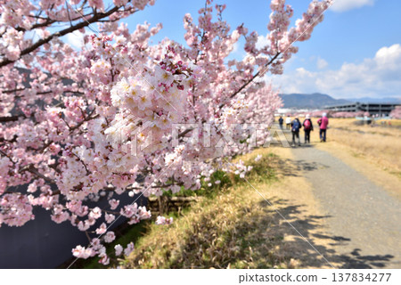 春天,櫻花在徠川兩岸盛開,人們在河邊健行。 春天,櫻花在徠川兩岸盛開,人們在河邊健行。 137834277