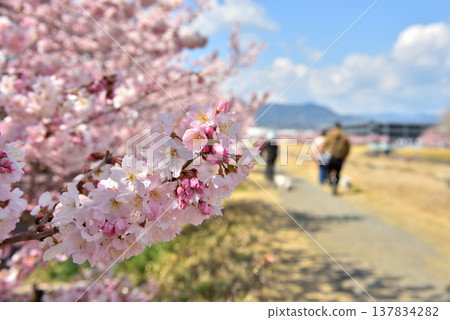 櫻花在徠川兩岸盛開，人們牽著狗狗散步。 137834282