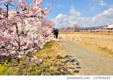 春天，櫻花在徠川兩岸盛開，人們在河邊健行。 137834283