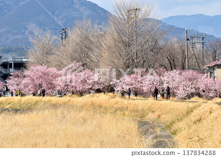 Springtime cherry blossoms blooming along both banks of the Karikawa River, and people hiking. Springtime cherry blossoms blooming along both banks of the Karikawa River, and people hiking. 137834288
