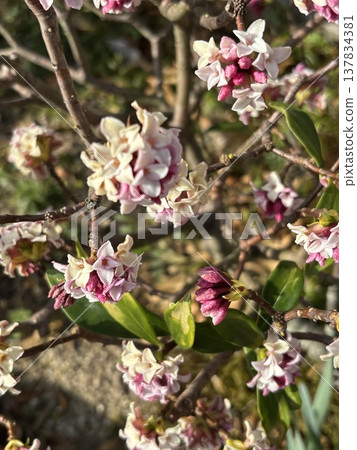 Flower telling the arrival of spring Flower telling the arrival of spring 137834381