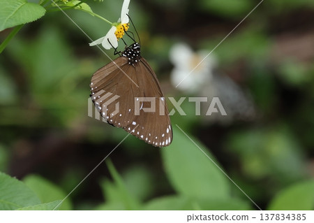 生物,昆蟲:藍斑藍蝶(Platypleura kaempferi)翼展約九釐米,據說是沖繩發現的最大的藍斑藍蝶。 生物,昆蟲:藍斑藍蝶(Platypleura kaempferi)翼展約九釐米,據說是沖繩發現的最大的藍斑藍蝶。 137834385