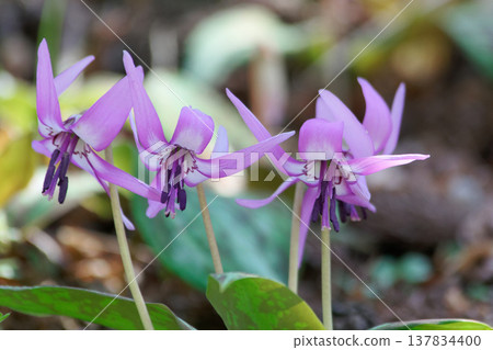Flowers of Liliaceae, a plant that decorates deciduous forests in early spring. 137834400