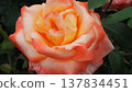 Beautiful roses 137834451