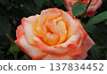 Beautiful roses 137834452