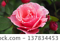 Beautiful roses 137834453