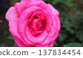 Beautiful roses 137834454