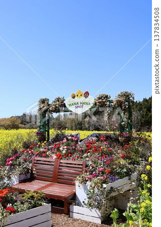 A scene with a bench in a field of rapeseed flowers. 137834508