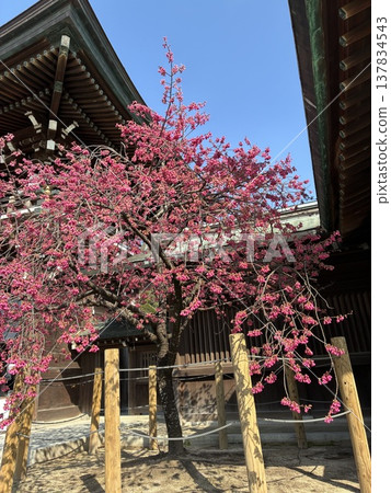 Plum blossom Plum blossom 137834543