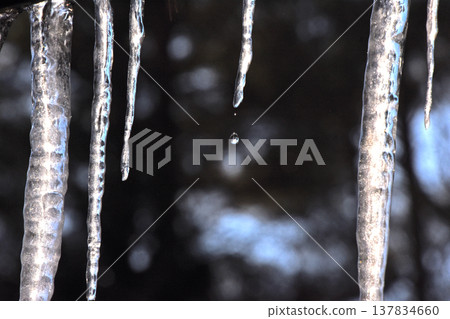 Multiple icicles, and water droplets dripping from one of them. Multiple icicles, and water droplets dripping from one of them. 137834660