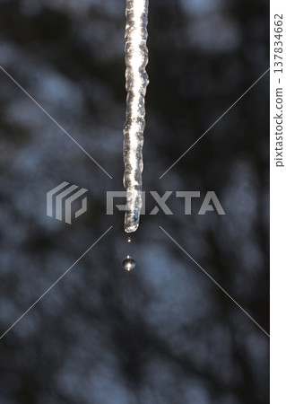 A drop of water dripping from a single icicle. 137834662