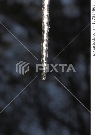 A drop of water about to drip from a single icicle 137834663