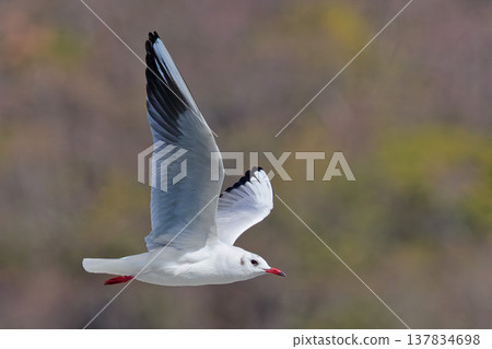 Black-headed gull in winter plumage in early spring 137834698