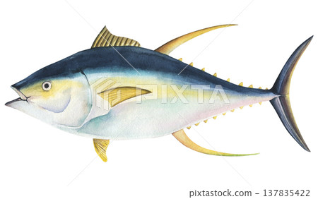 Yellowfin tuna (Thunnus albacares) watercolor illustration of isolated on a white background. Raw hand drawn tuna for printing, scrapbooking, cooking Yellowfin tuna (Thunnus albacares) watercolor illustration of isolated on a white background. Raw hand drawn tuna for printing, scrapbooking, cooking 137835422