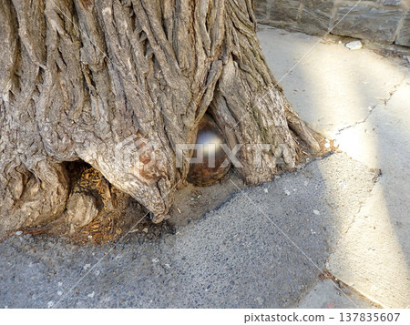 A cannonball swallowed by a tree in the old town of Quebec City. A cannonball swallowed by a tree in the old town of Quebec City. 137835607