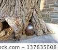 A cannonball swallowed by a tree in the old town of Quebec City. 137835608
