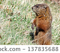 A marmot in a park in Quebec City, Canada. 137835688