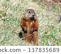 A marmot in a park in Quebec City, Canada. 137835689