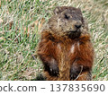 A marmot in a park in Quebec City, Canada. 137835690