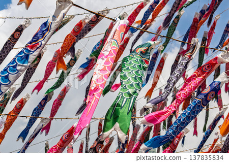 一大群鯉魚擬餌 一大群鯉魚擬餌 137835834
