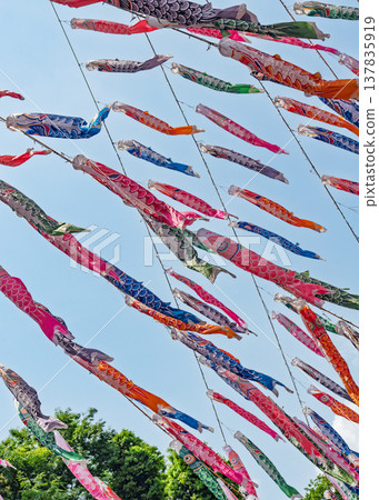 一大群鯉魚擬餌 一大群鯉魚擬餌 137835919