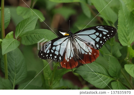 生物,昆蟲:栗斑虎斑蝶(Parantica sita),一種遷徙性蝴蝶。據說它在秋天會從大陸向南遷徙至西南諸島和台灣。 生物,昆蟲:栗斑虎斑蝶(Parantica sita),一種遷徙性蝴蝶。據說它在秋天會從大陸向南遷徙至西南諸島和台灣。 137835970