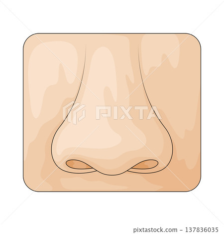 Illustration of Nose Illustration of Nose 137836035