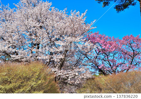 Cherry blossoms, Enkianthus perulatus, and Rhododendron pentaphyllum: Akagi foothills, Maebashi City, Gunma Prefecture Cherry blossoms, Enkianthus perulatus, and Rhododendron pentaphyllum: Akagi foothills, Maebashi City, Gunma Prefecture 137836220