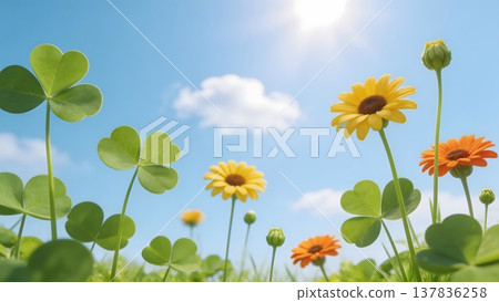 clover flower in the field 137836258