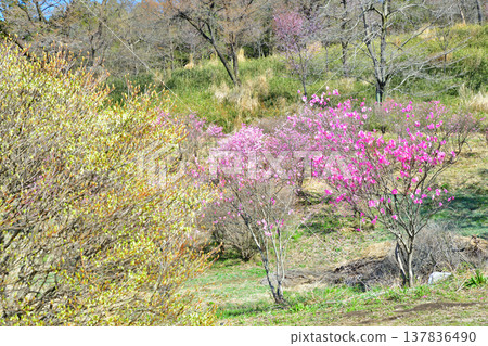 Akaya-shio (Rhododendron pentaphyllum), Dodan-tsutsuji (Enkianthus perulatus), Akagi foothills, Maebashi City, Gunma Prefecture 137836490