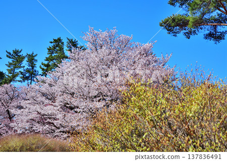 Cherry blossoms, Enkianthus perulatus, and Rhododendron pentaphyllum: Akagi foothills, Maebashi City, Gunma Prefecture Cherry blossoms, Enkianthus perulatus, and Rhododendron pentaphyllum: Akagi foothills, Maebashi City, Gunma Prefecture 137836491