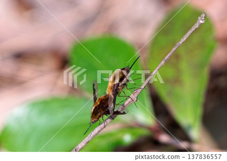 Mating of the velvet fly 137836557