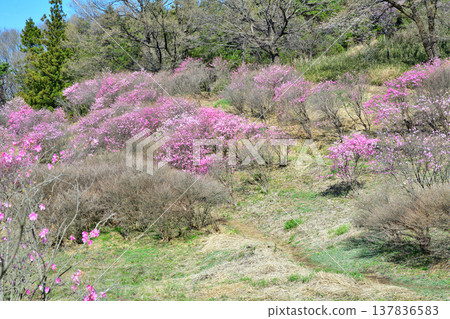 A cluster of Rhododendron pentaphyllum growing at the foot of Mt. Akagi, Maebashi City, Gunma Prefecture. 137836583