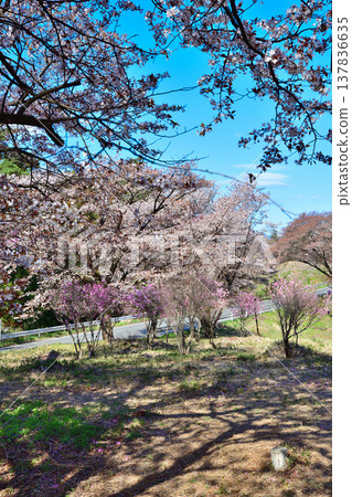 櫻花,赤谷鹽山,赤城山腳,群馬縣前橋市 櫻花,赤谷鹽山,赤城山腳,群馬縣前橋市 137836635