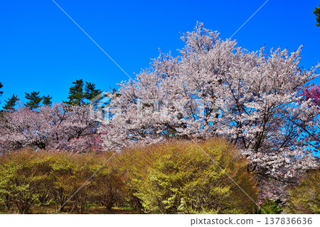 櫻花、垂枝吊鐘花和五葉杜鵑：群馬縣前橋市赤城山麓 137836636