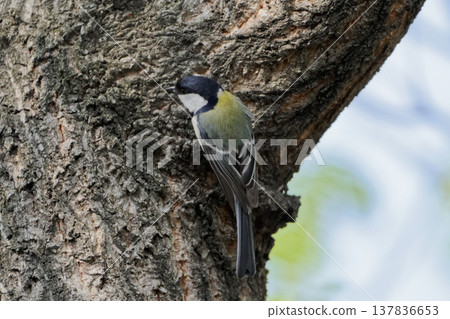 Foraging by the Great Tit (Paridae family) 137836653