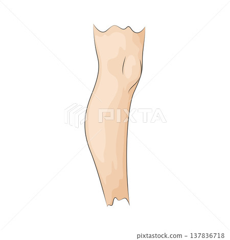 Illustration of Leg Illustration of Leg 137836718