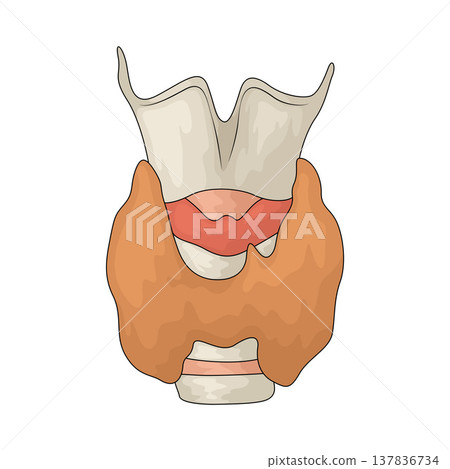 Illustration of Thyroid 137836734