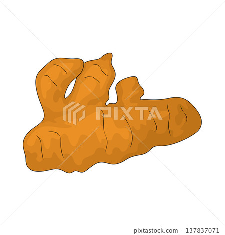 Illustration of Turmeric Illustration of Turmeric 137837071