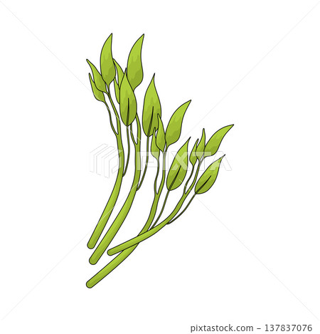 Illustration of Water Spinach Illustration of Water Spinach 137837076