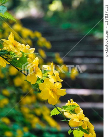 Yellow flower Yellow flower 137837112