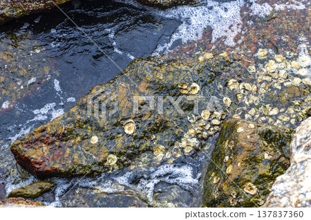 Rocky Urca Beach mussels shells clear water waves rocks Brazil. Rocky Urca Beach mussels shells clear water waves rocks Brazil. 137837360