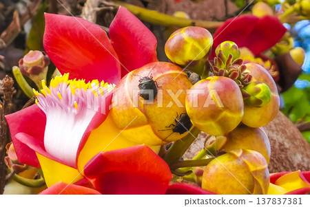 Cannonball tree Shorea Robusta with flower and black bugs Brazil. Cannonball tree Shorea Robusta with flower and black bugs Brazil. 137837381