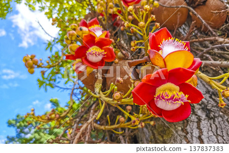 Cannonball tree Shorea Robusta with flower and brown fruits Brazil. Cannonball tree Shorea Robusta with flower and brown fruits Brazil. 137837383